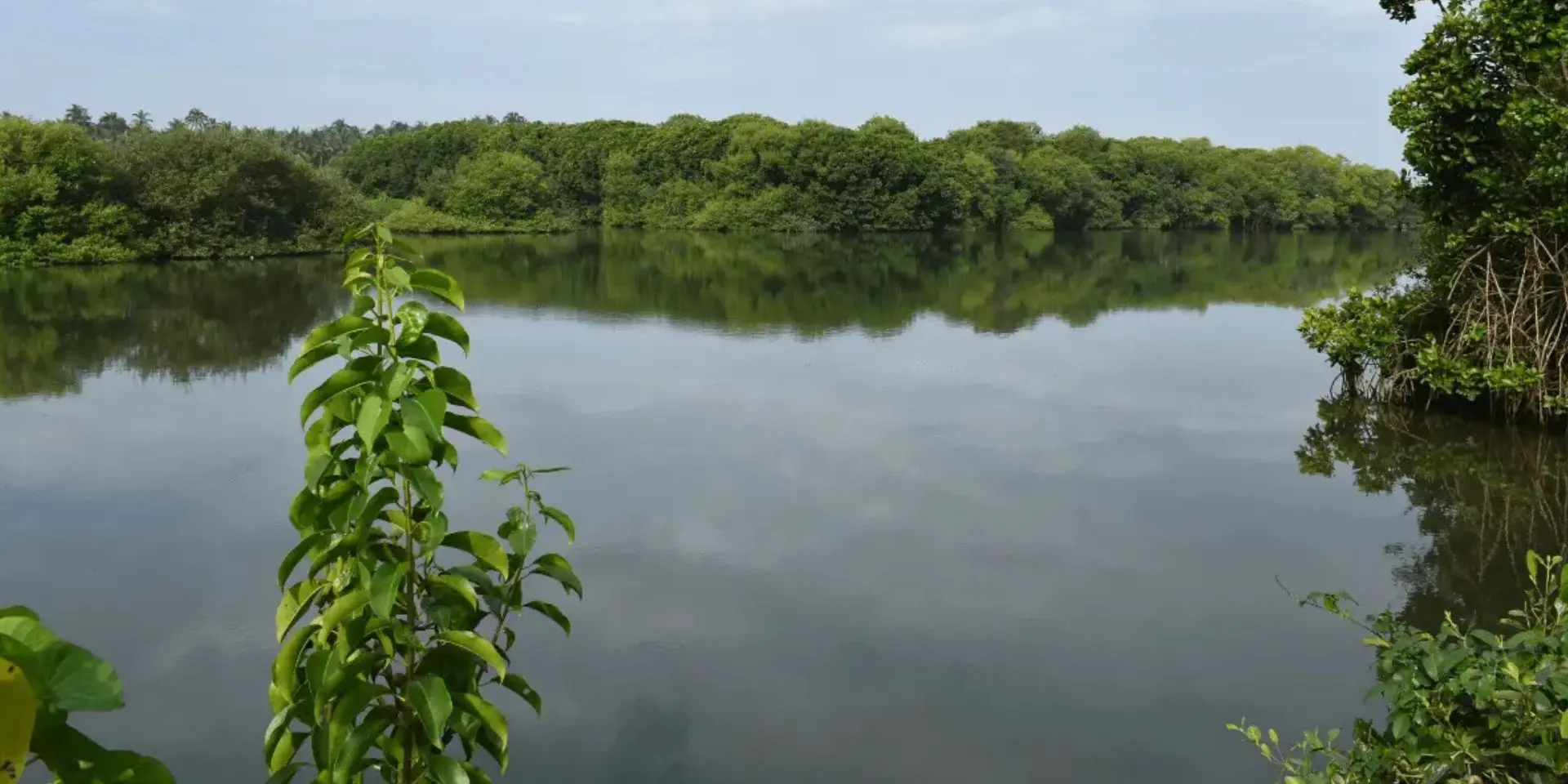 Mangrove wetland ecosystem in Kerala